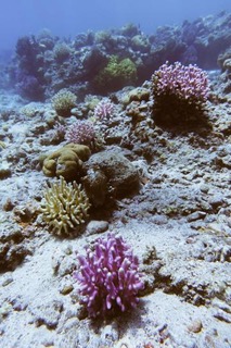 Red Sea Corals-image-2020-03-16-at-19.21.21